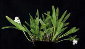 Image result for Polystachya hastata