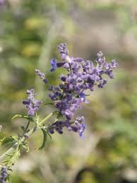 Image result for perovskia atriplicifolia 'little spire'