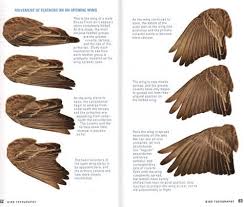 Bird With Wings Spread Drawing Easy Review Kaufman Field Guide To Advanced Birding Bird Drawings Wing Anatomy Bird Poster