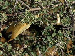 Image result for Rhigozum trichotomum