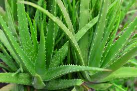Very low maintenance once established, they are. 12 Types Of Aloe Plants And Aloe Care Tips For The Garden Hgtv