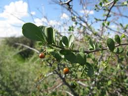 Image result for Ehretia rigida