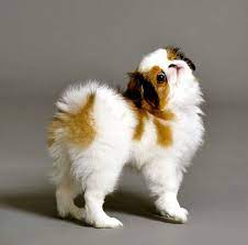Chinup Japanese Chin Dog Japanese Chin Puppies Pekingese Puppies