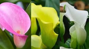 Image result for Zantedeschia