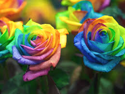 We did not find results for: How To Create Rainbow Roses