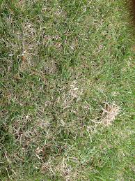 When you're done dethatching the lawn, remove all the loosened thatch. Do I Need To Dethatch Or Aerate Lawnsite Is The Largest And Most Active Online Forum Serving Green Industry Professionals
