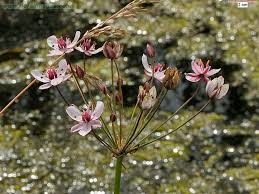 Image result for Butomopsis