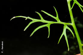 Image result for Ceratopteris thalictroides