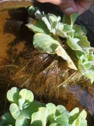 Image result for Pistia