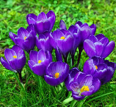 Harryanddavid.com has been visited by 10k+ users in the past month Amazon Com Remembrance Crocus 20 Bulbs Very Hardy Flowering Plants Patio Lawn Garden