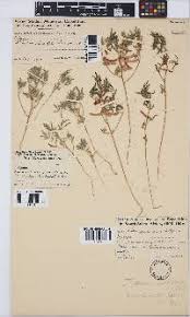 Image result for Indigofera bainesii