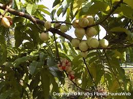 Image result for Aphanamixis