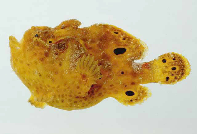 Mga resulta ng larawan para sa Long-lure frogfish"
