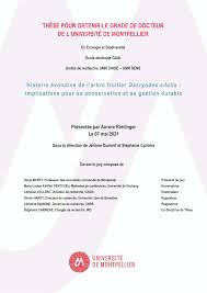 Image result for Pachylobus osika