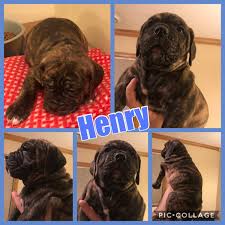 We did not find results for: Old English Bulldog Puppies For Sale Zimmerman Mn 285121