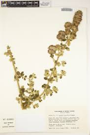 Image result for Achyrospermum carvalhoi