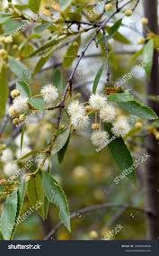 Image result for Cunoniaceae