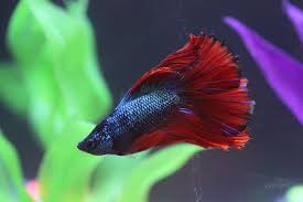 Betta Fish Tumor Guide Can You Save Them Betta Care Fish Guide