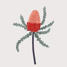 Dancing Banksia Meerianneli Nature Nativeaustralianplants Banksia Illustration Illustrationoftheday Flower Illustration Advent Art Leaf Art