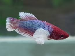 Dumbo Ear Betta Female Aquafood