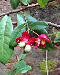 Image result for Ochnaceae