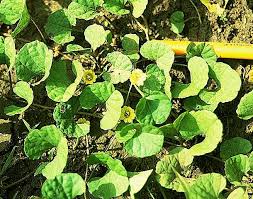 Image result for Merremia emarginata