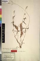 Image result for Panicum hochstetteri