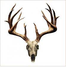 Window Decal For Jaremy S Truck Deer Skull Tattoos Deer Skull Drawing Deer Skulls