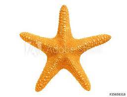 Big Yellow Sea Star Isolated On White Background In 2021 Sea Star Yellow Sea White Background