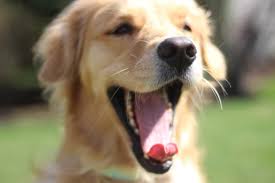 Ace golden retriever home has healthy and playful puppies ready for new homes now. Golden Retriever Breeders In Texas Reviewed Breeder Review