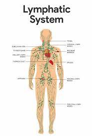 Lymphatic System And Its Functions For Nursing Nclex Quiz Lymphatic System Anatomy Lymphatic System Lymph System