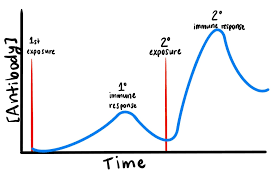 May 28, 2021 · a booster shot is required in accordance with the health care regulations of the respective emirate if the count remains low. How Good Is Your Memory Debating The Duration Of Covid 19 Immunity Vanderbilt Institute For Infection Immunology And Inflammation