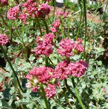 Image result for Eriosema erici-rosenii