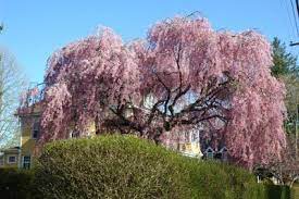 The attractive flowers and stems can be used in crafts. Pink Weeping Willow Tree This Would Look Good In My Front Yard Weeping Willow Tree Weeping Willow Willow Trees Garden