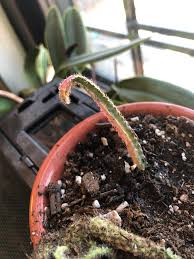 #rattailcactus #succulent #cactus #houseplant #ornamentaplants #propagationrat tail cactus is a showy cactus native to southwestern mexico and parts of. A Variegated Rat Tail Cactus Propagation Question Will It Survive Cactus