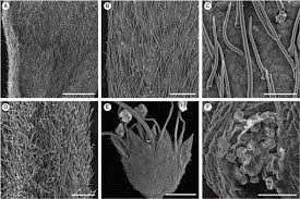 Using skillshare coupon, you will get 100% off on subscription plans. Examining Range Disjunctions In Australian Terminalia Combretaceae With Taxonomic Revision Of The T Canescens And T Cunninghamii Species Complexes