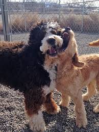 On Cooper S First Day In Daycare At The Wag He Finds His Bff Ollie Dog Boarding Dog Daycare Luxury Dog