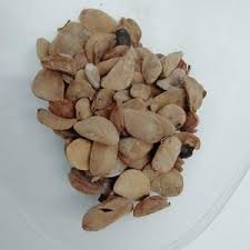 Image result for Hunteria umbellata