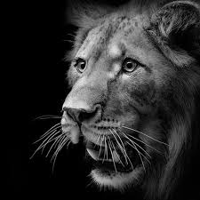 Black And White Photos Of Wild Animals Amazing Black And White Animal Photography By Lukas Holas Animals Black And White Animal Photography Wild Animals Photography