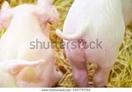 Piglet Ass Pig Farm Stock Photo 1447799783 | Shutterstock