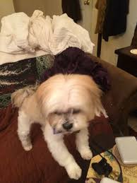 2.4 santa rosa shih tzu puppy. Shih Tzu Breeder Virginia Beach Bmo Show