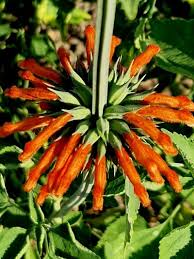 Image result for Leonotis nepetifolia