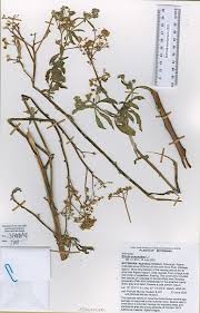 Image result for Ethulia