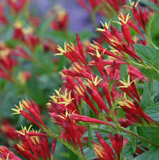 The perennial varieties featured below are either native to north american, or are improved selections of north american native plants. The Hoosier Gardener These Unusual Native Perennials Are Spring Bloomers