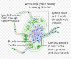 Dog Lymph Node Location Chart Www Bedowntowndaytona Com