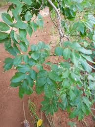 Image result for Philenoptera katangensis