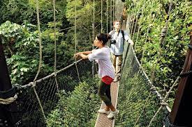 It take another 50 minute drive (70 kilometres) to kuala tahan (taman negara). 4 Tagiges Taman Negara Abenteuer Von Kuala Lumpur 2021
