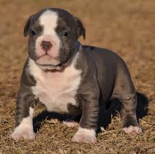 For more information, pictures or video of beautiful swiss shepherd puppies for sale the puppies date of birth is the 19/05/2021 the puppies will be available from 14/07/2021 the puppies. Pit Bull Puppies And Blue Nose American Bully Pitbull Pictures