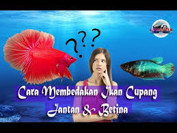 Sebenarnya perbedaan cupang jantan dan juga betina ini sudah majalah ikan sedikit singgung di tulisan 5 cara mudah untuk pemula berbudidaya ikan cupang. Perbedaan Ikan Cupang Jantan Dan Cupang Betina Travelerbase Traveling Tips Suggestions