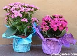 Caring For Flowering Kalanchoes A Popular Succulent Houseplant Kalanchoe Care Blooming Succulents Kalanchoe Plant